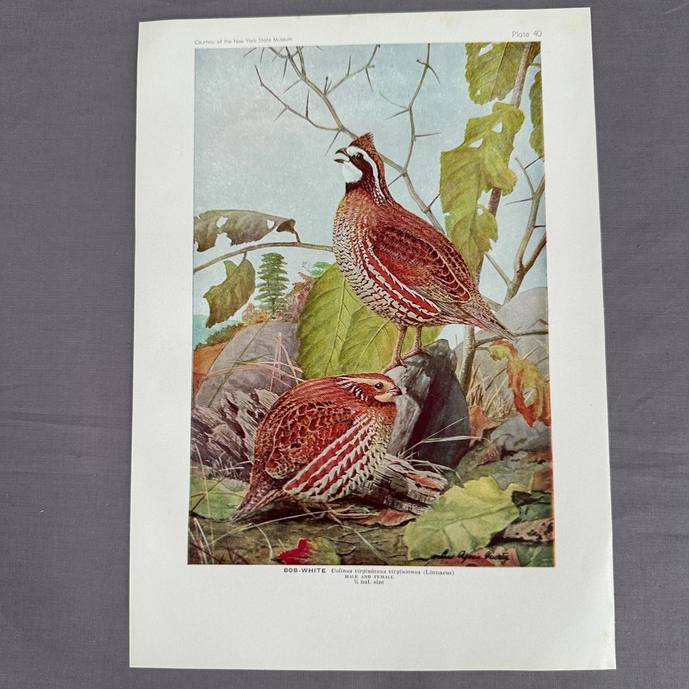 1936 Louis Fuertes  Bob White Quail Vintage Bird Book Plate Wall Art Wildlife